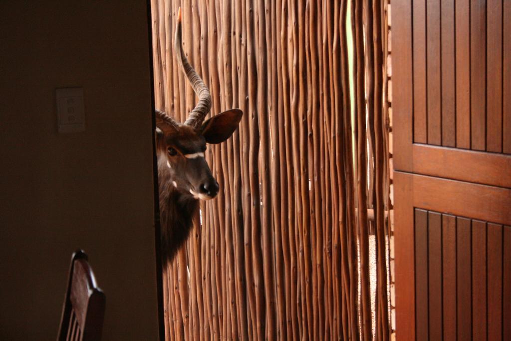Makhato 84 Bush Lodge بيلا-بيلا المظهر الخارجي الصورة