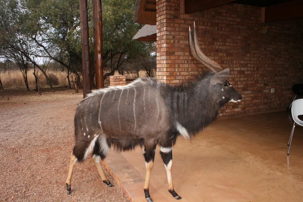 Makhato 84 Bush Lodge بيلا-بيلا المظهر الخارجي الصورة