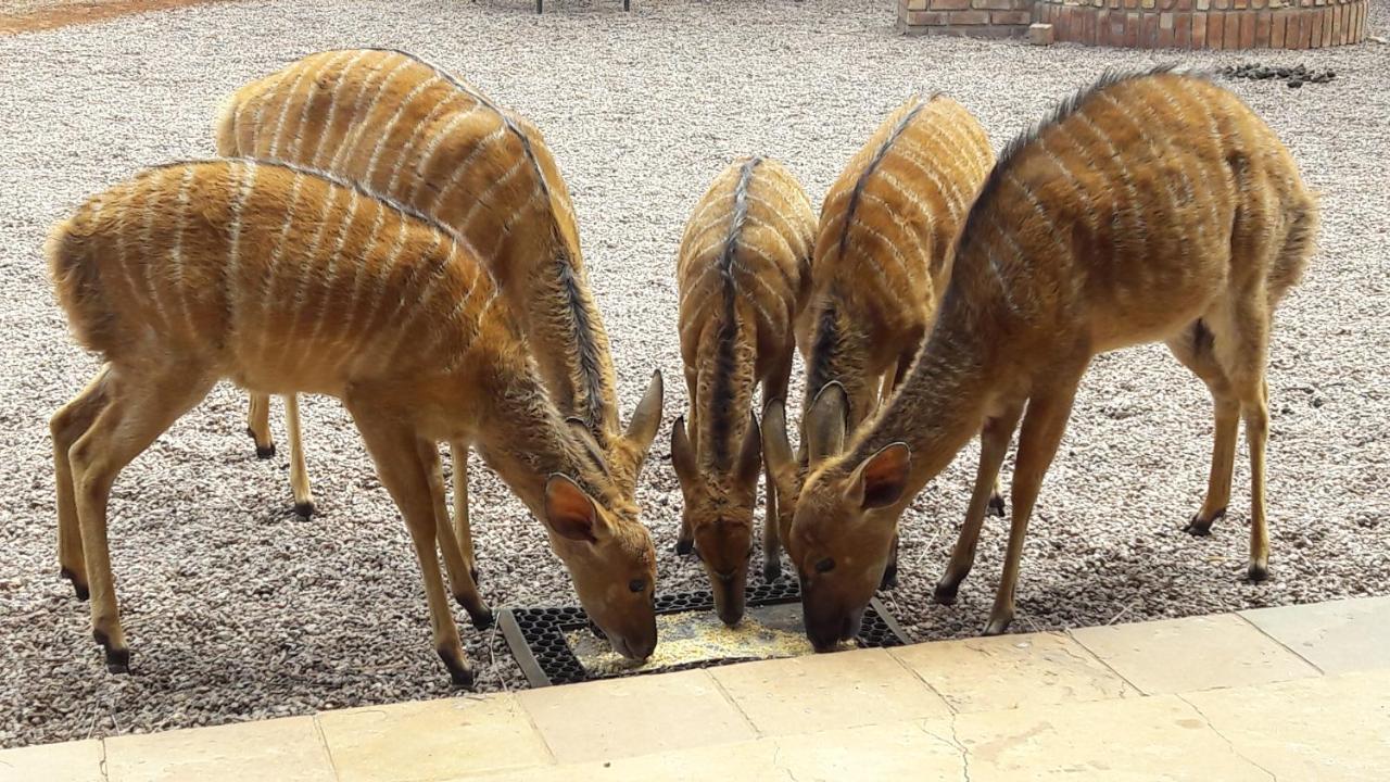 Makhato 84 Bush Lodge بيلا-بيلا المظهر الخارجي الصورة